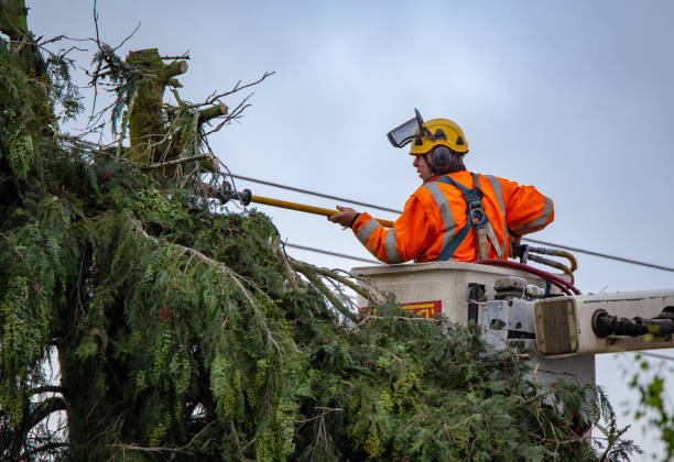 Reliable Billington Heights, NY Tree Removal Services Solutions